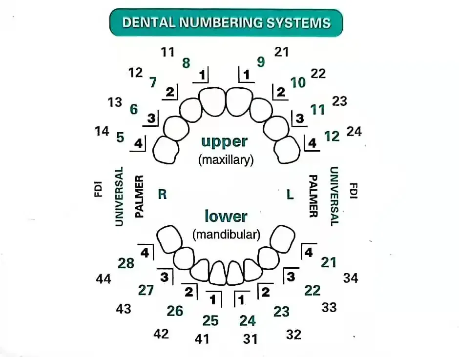 Zahnformen für Komposit-Veneer – Teeth Whitening Moulds Bewertung und Preis
